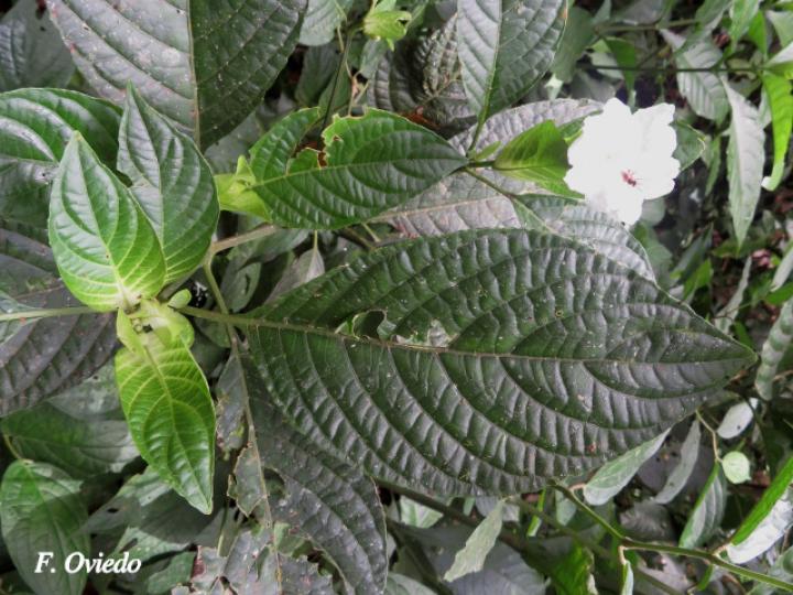 Ruellia tetrastichantha (Corteza de venado)
