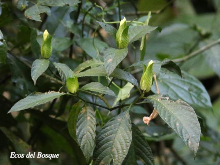 Ruellia tetrastichantha (Corteza de venado)