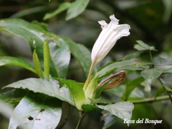 Ruellia tetrastichantha (Corteza de venado)