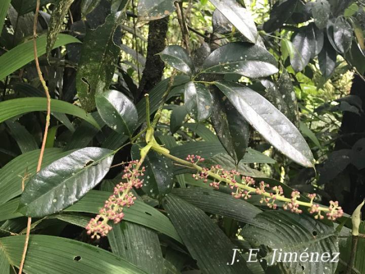 Schefflera brenesii