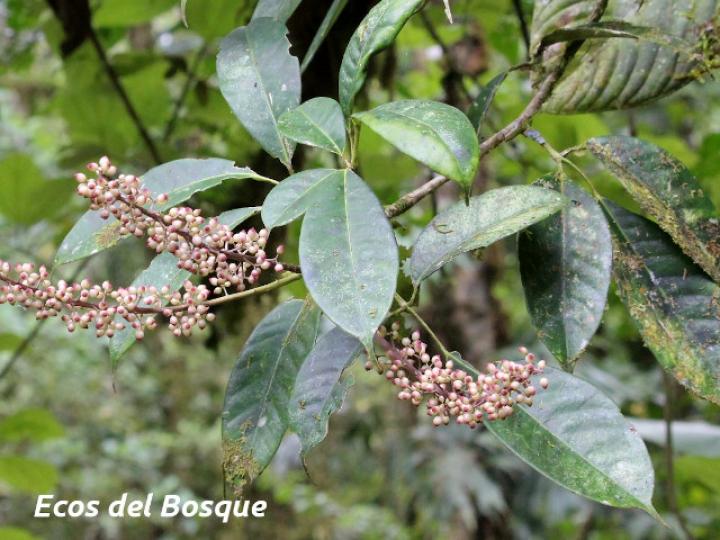 Schefflera brenesii
