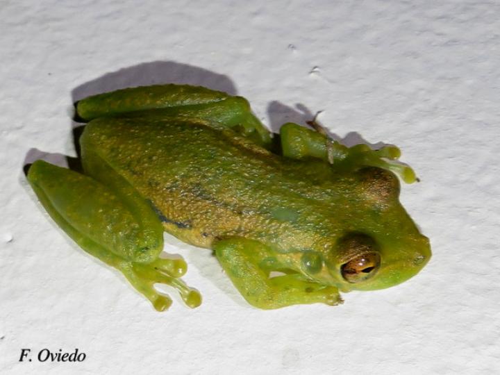 Scinax elaeochroa (Rana verde oliva de hocico largo)