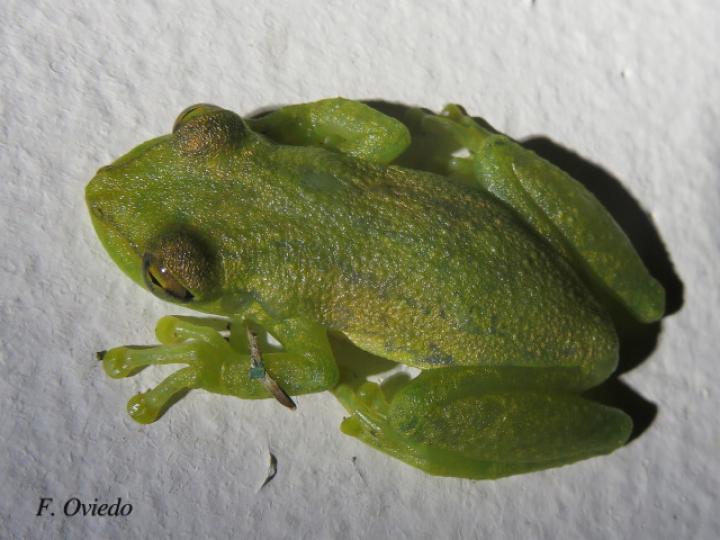 Scinax elaeochroa (Rana verde oliva de hocico largo)