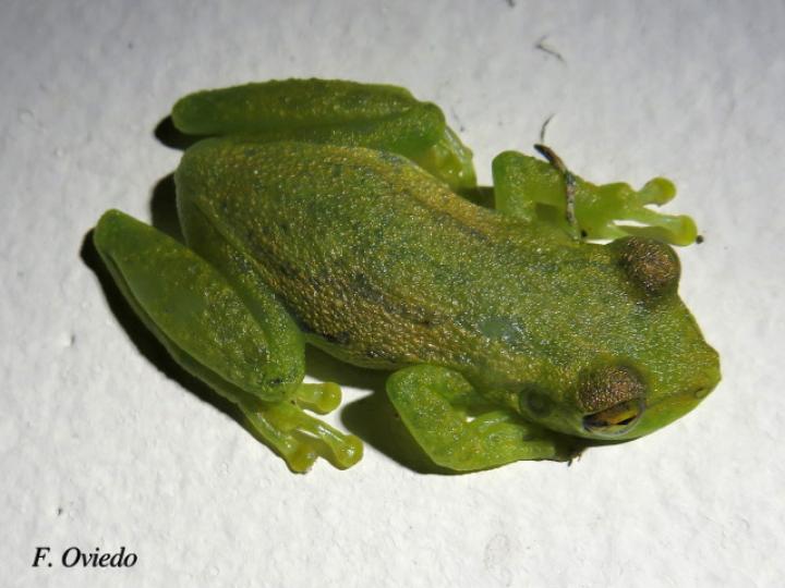 Scinax elaeochroa (Rana verde oliva de hocico largo)
