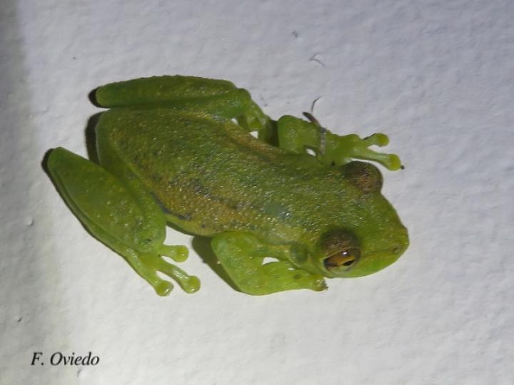 Scinax elaeochroa (Rana verde oliva de hocico largo)