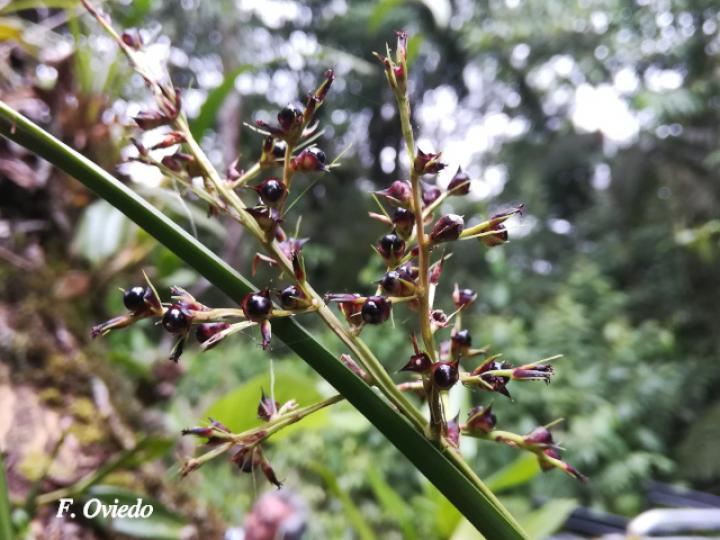 Scleria latifolia (Navajuela)