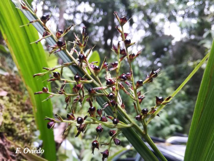 Scleria latifolia (Navajuela)
