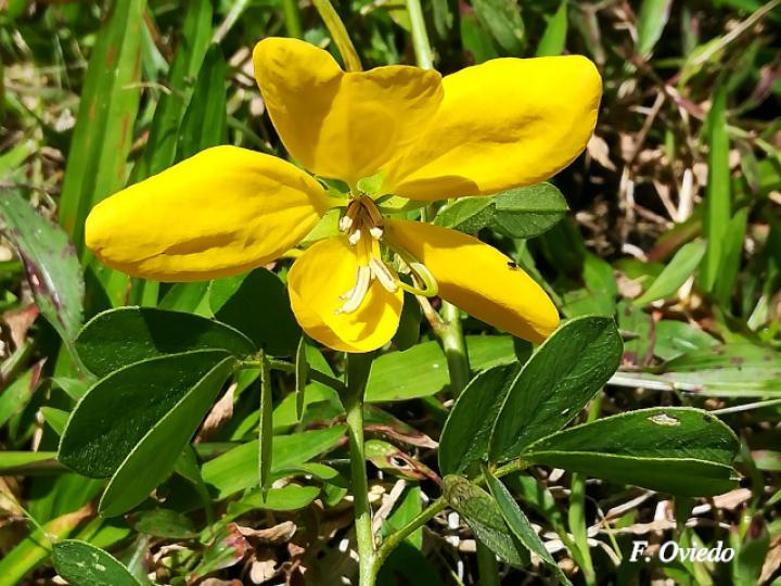 Senna cobanensis (Candelillo, Quiebraplato)