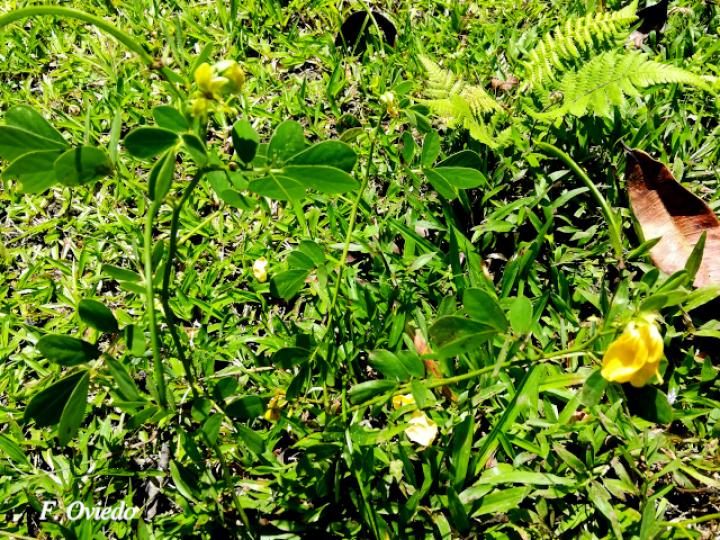 Senna cobanensis (Candelillo, Quiebraplato)