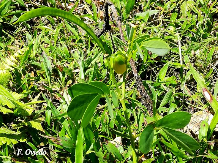 Senna cobanensis (Candelillo, Quiebraplato)