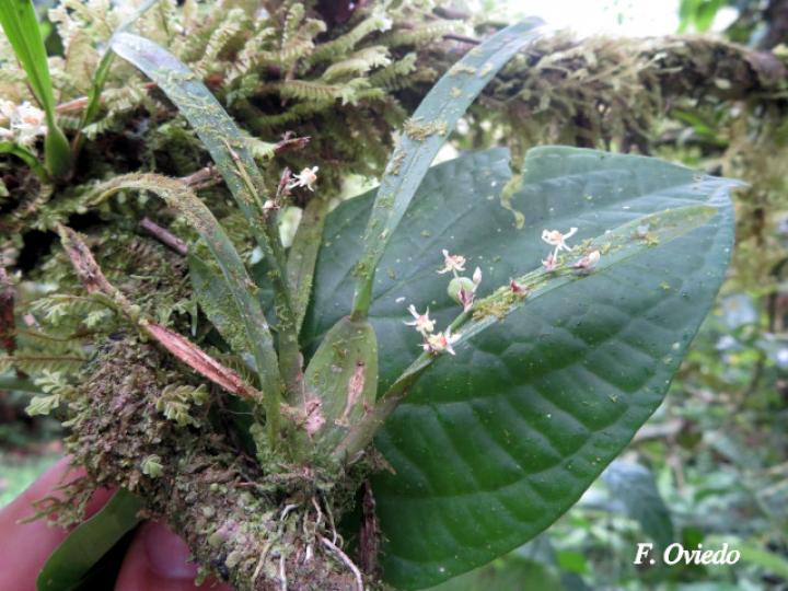 Sigmatostalix integrilabris