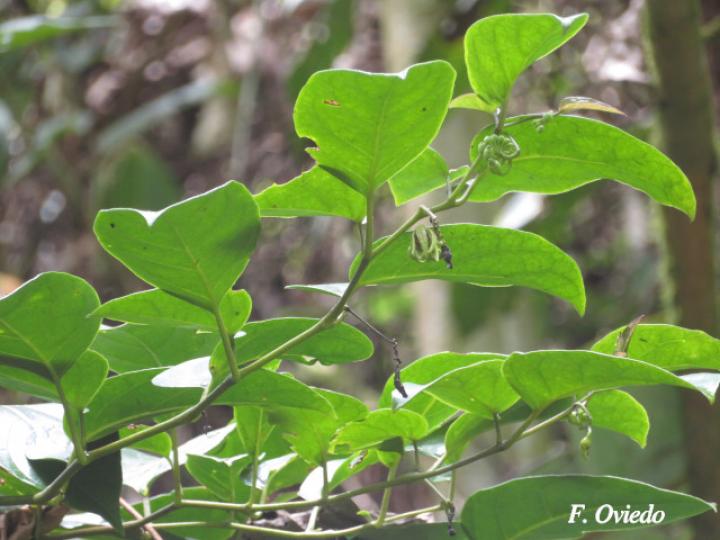 Solanum splendens (Berenjena cimarrona)