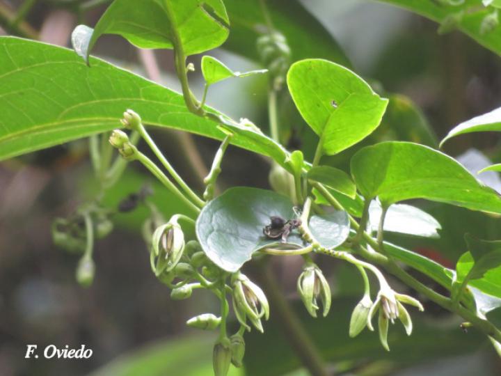 Solanum splendens (Berenjena cimarrona)