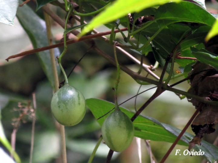 Solanum splendens (Berenjena cimarrona)