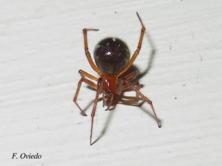 Steatoda grossa (Falsa viuda negra)