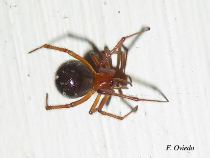Steatoda grossa (Falsa viuda negra)