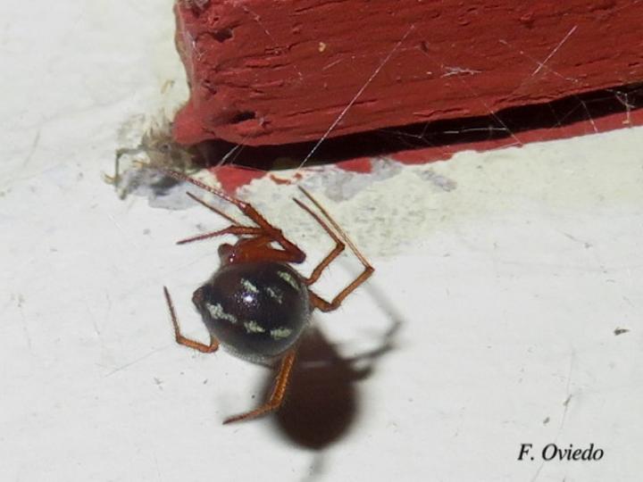Steatoda grossa (Falsa viuda negra)