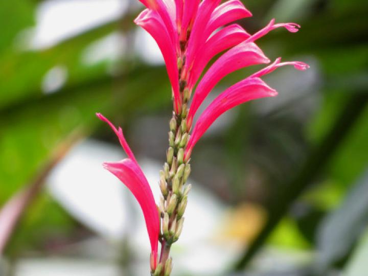 Stenostephanus chavesii (Pavón de Montaña)