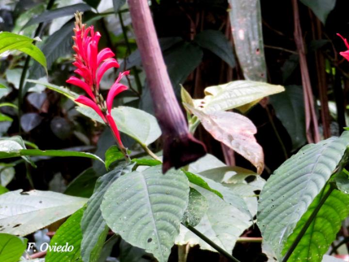 Stenostephanus chavesii (Pavón de Montaña)