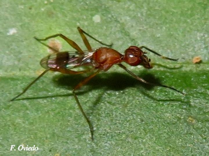 Taeniaptera sp 