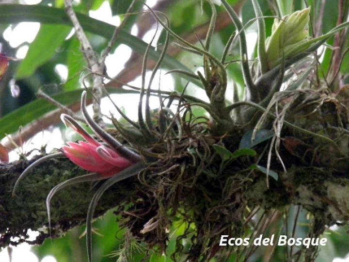 Tillandsia pruinosa