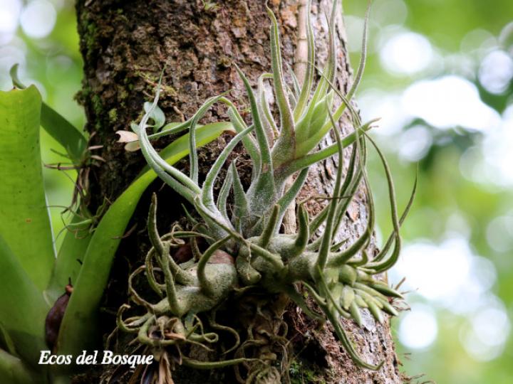 Tillandsia pruinosa