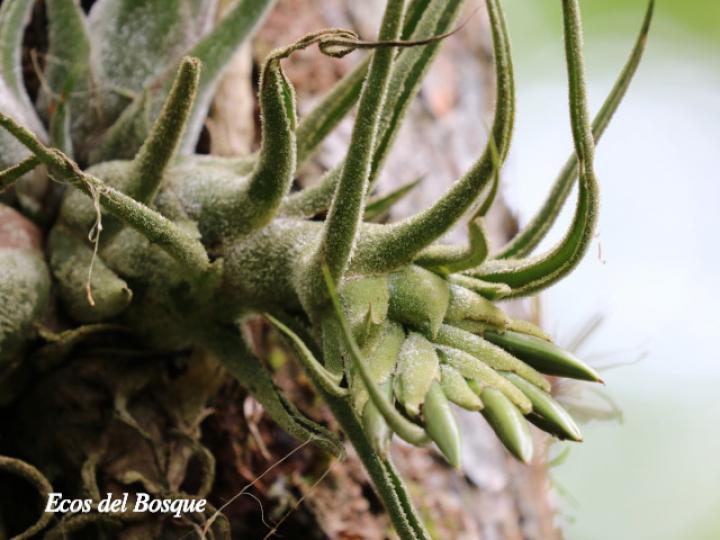 Tillandsia pruinosa
