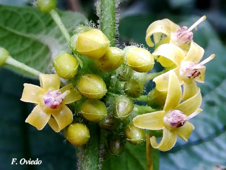 Witheringia asterotricha