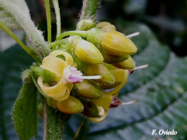 Witheringia asterotricha