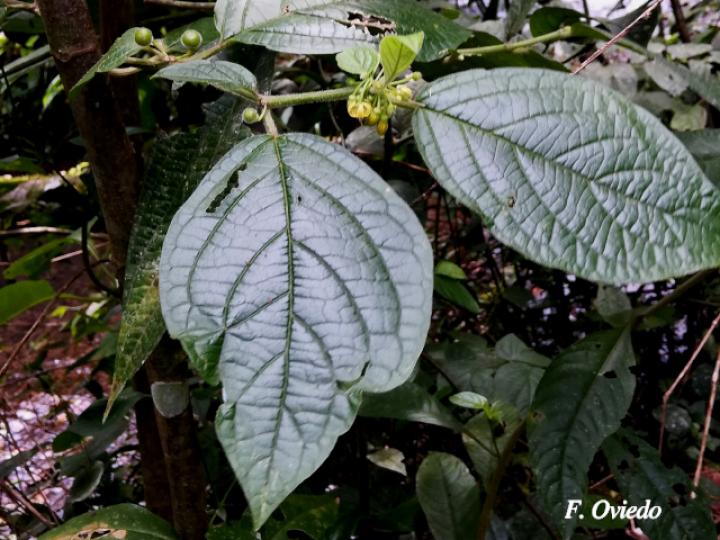 Witheringia asterotricha