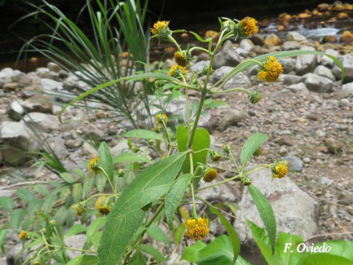 Zexmenia virgulta