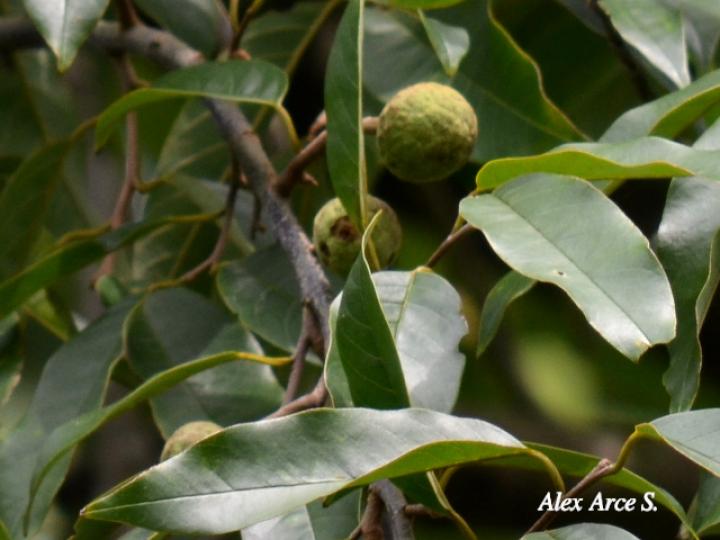 Annona mucosa (Anonillo, Biribá)