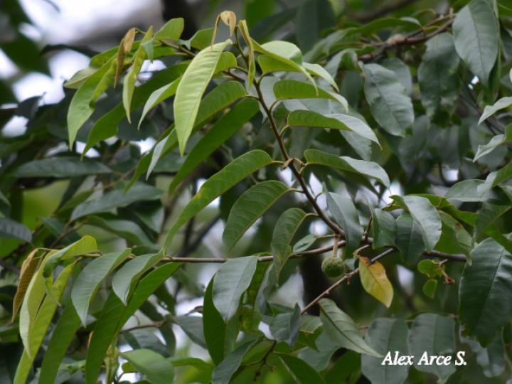 Annona mucosa (Anonillo, Biribá)