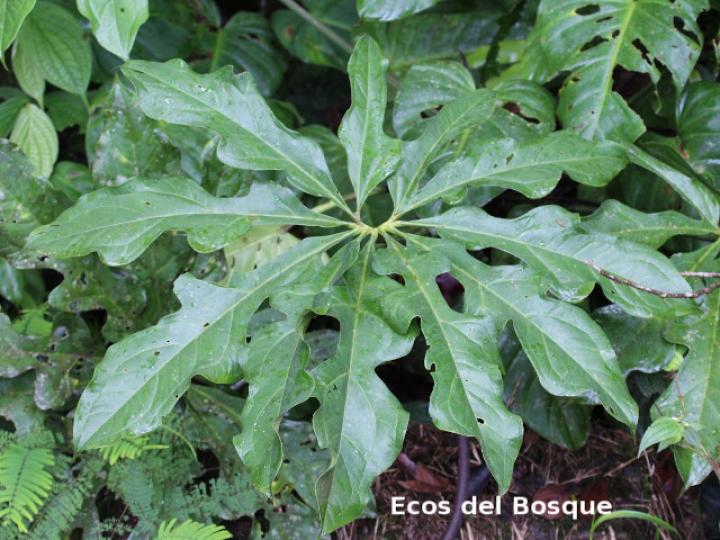 Anthurium clavigerum