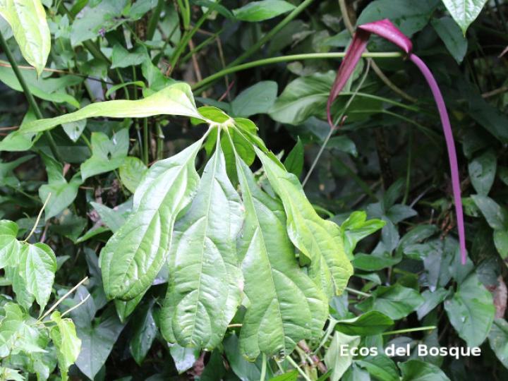 Anthurium clavigerum