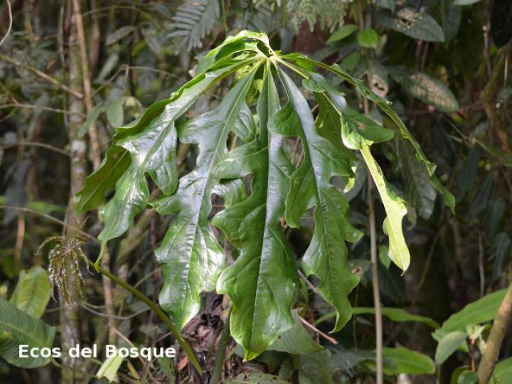 Anthurium clavigerum