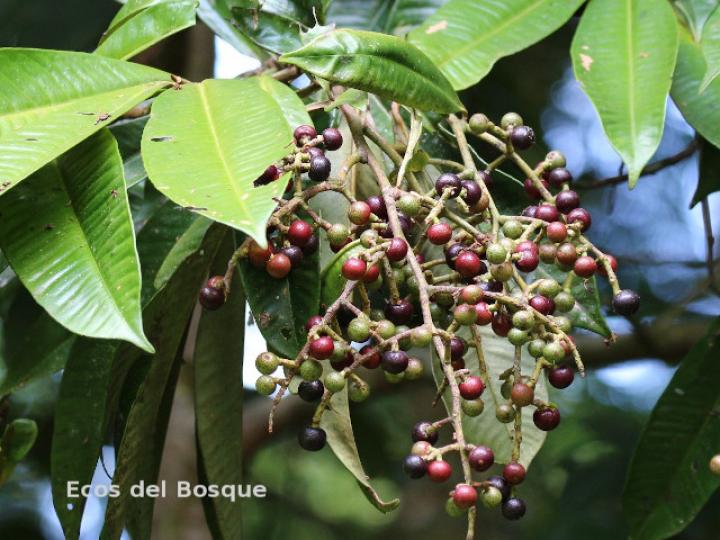 Ardisia fimbrillifera