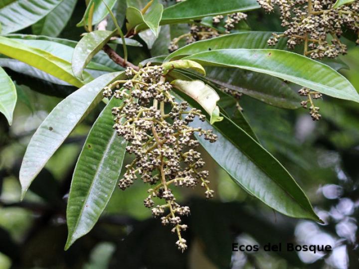 Ardisia fimbrillifera
