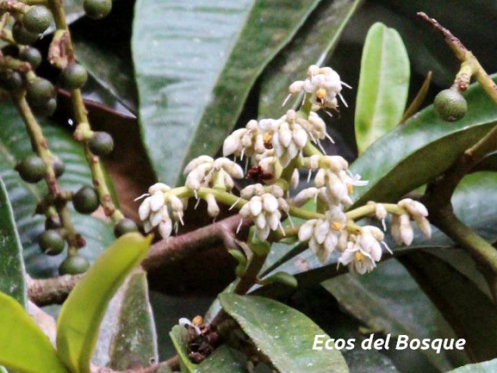 Ardisia fimbrillifera