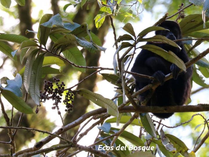 Ardisia fimbrillifera