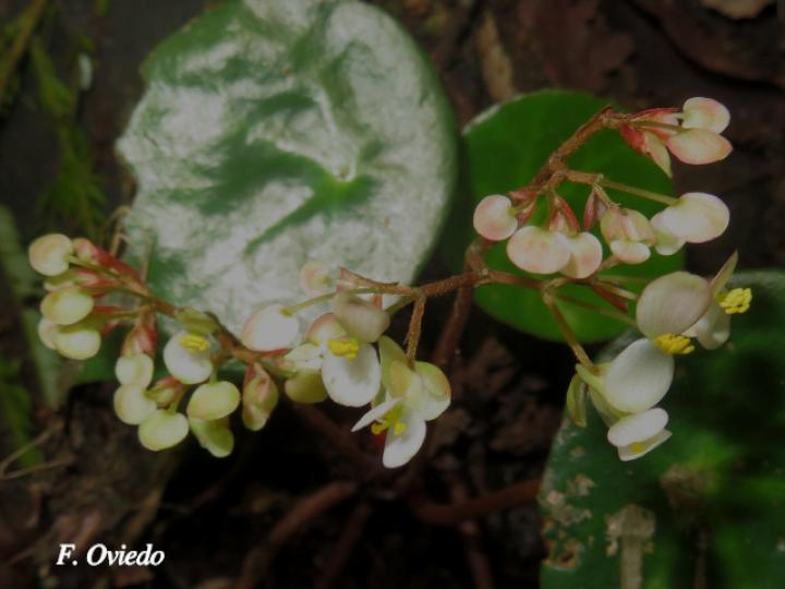 Begonia conchifolia