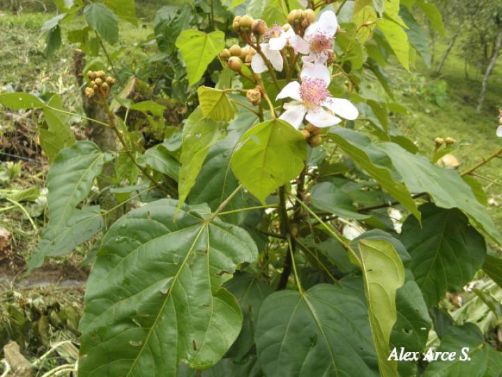 Bixa orellana (Achiote)
