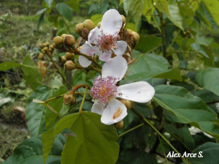 Bixa orellana (Achiote)