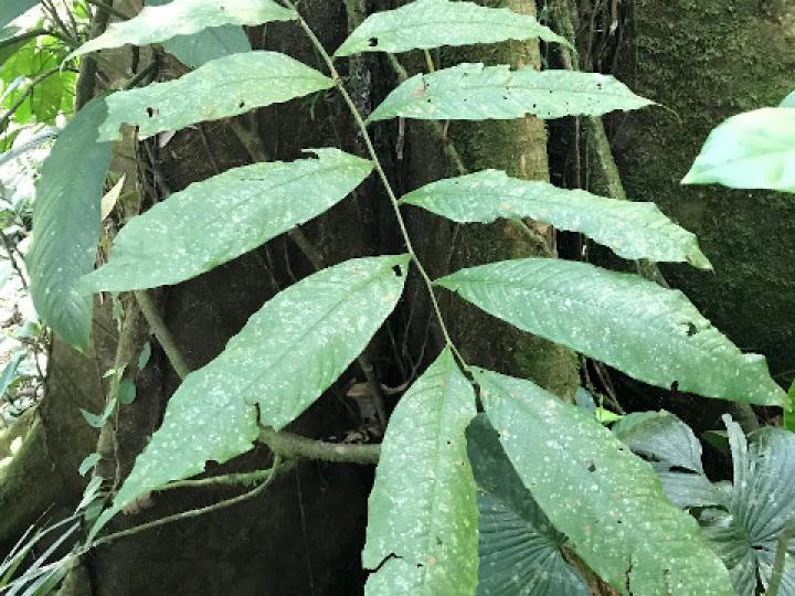 Brunellia hygrotermica