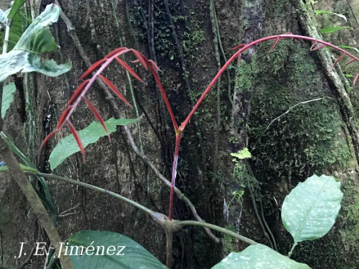 Brunellia hygrotermica