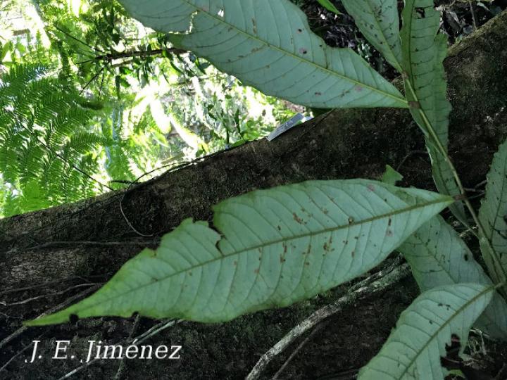 Brunellia hygrotermica