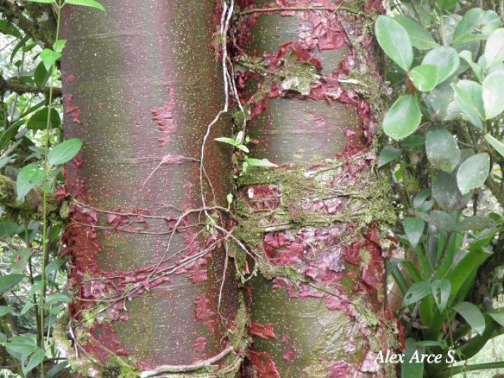 Bursera simaruba (Indio desnudo)