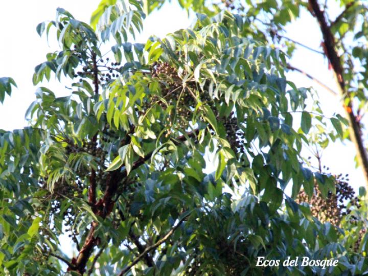Bursera simaruba (Indio desnudo)