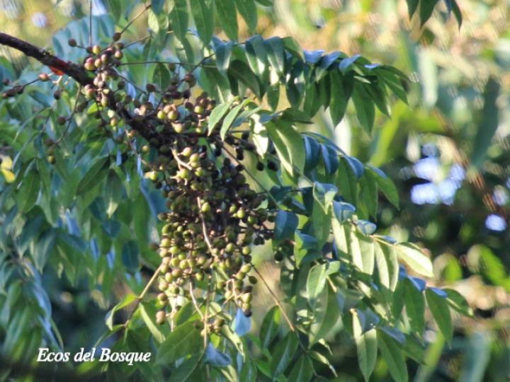 Bursera simaruba (Indio desnudo)