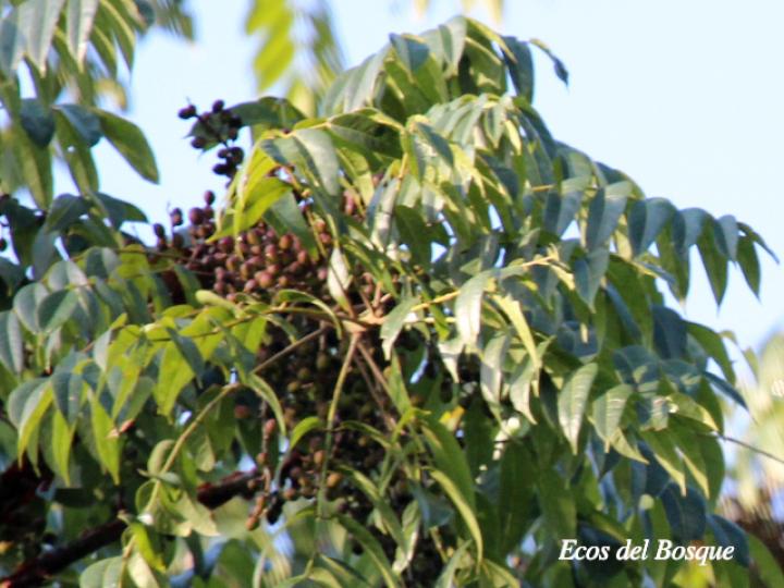 Bursera simaruba (Indio desnudo)